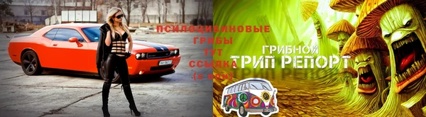 сатива Каменногорск