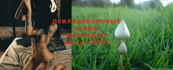сатива Каменногорск